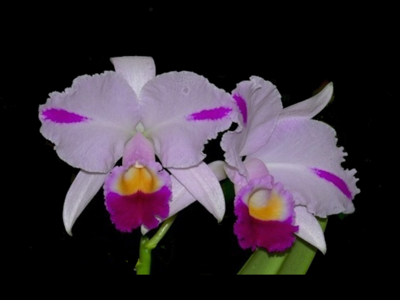 Cattleya trianae 'Pequitas 0625'