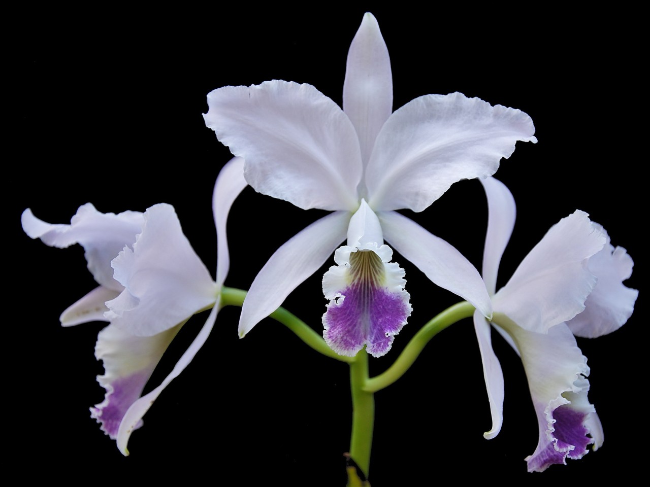 Cattleya labiata var. coerulea