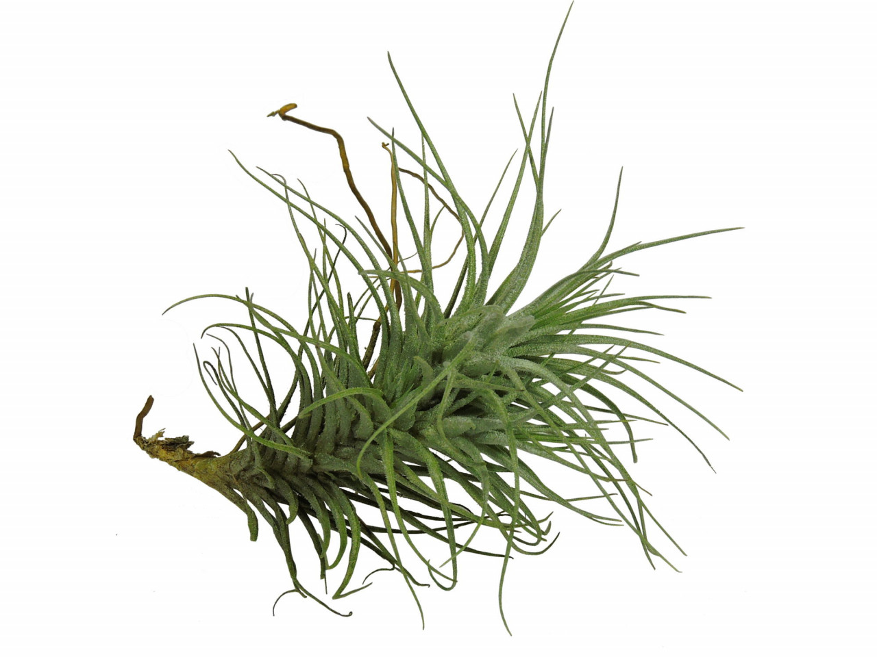 Tillandsia heteromorpha