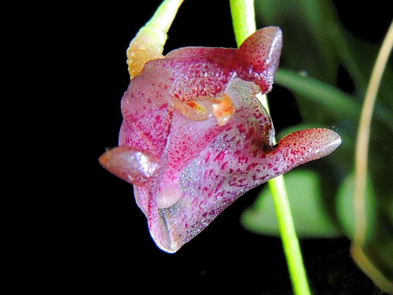 Porroglossum dalstroemii