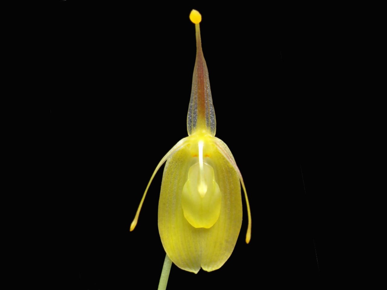 Restrepia flosculata 'Xanthina'