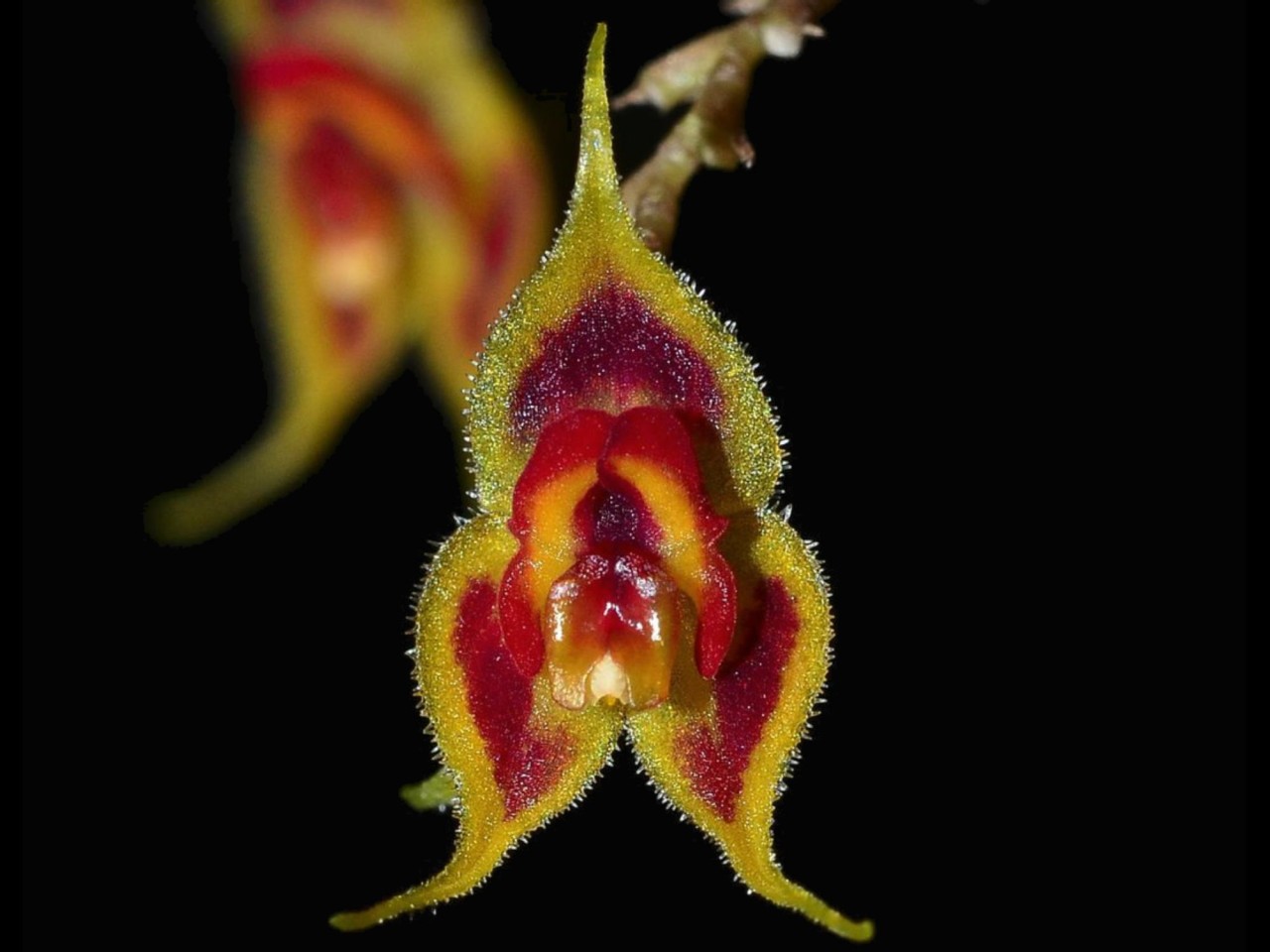 Lepanthes zamorensis