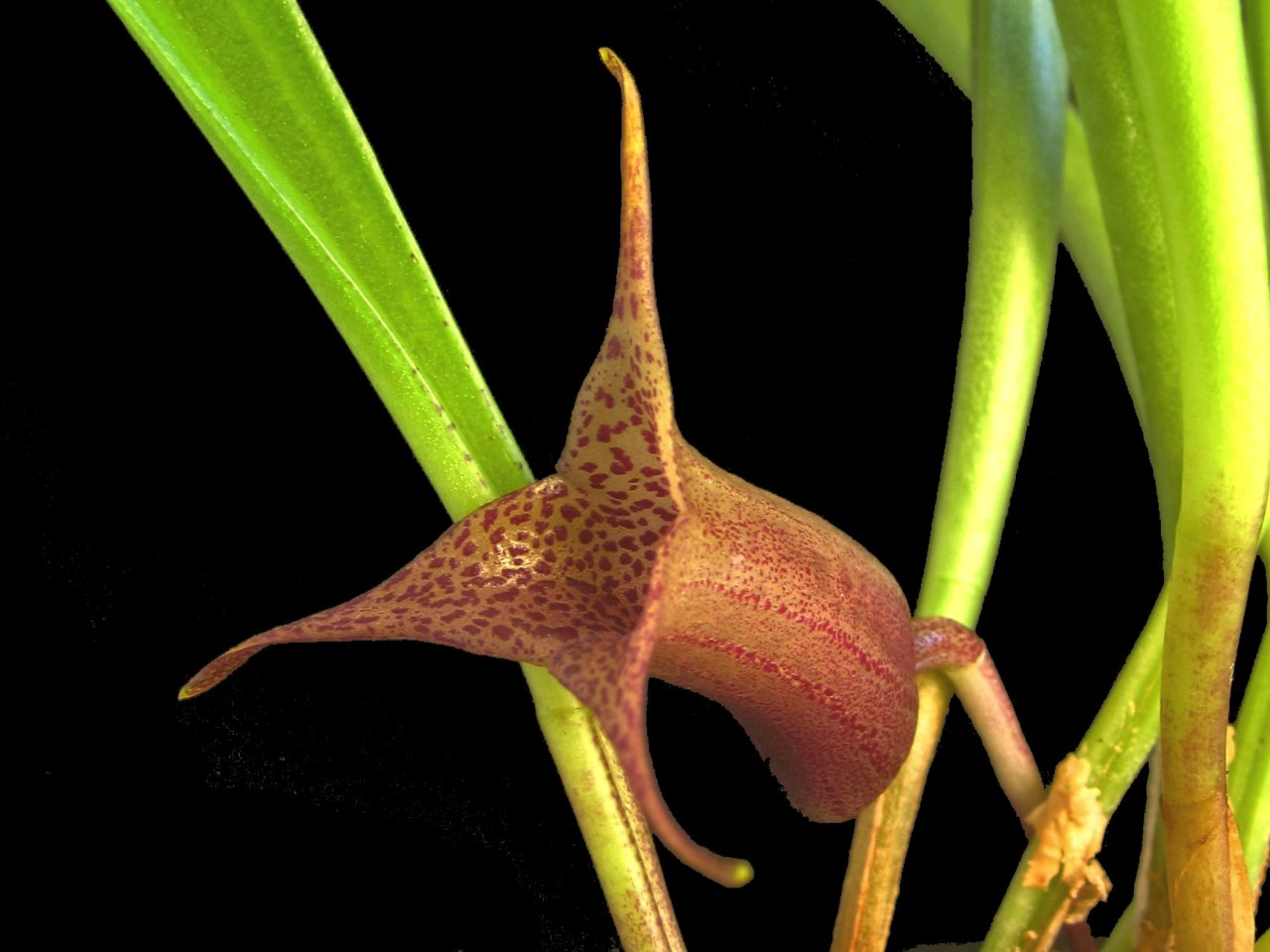 Masdevallia civilis