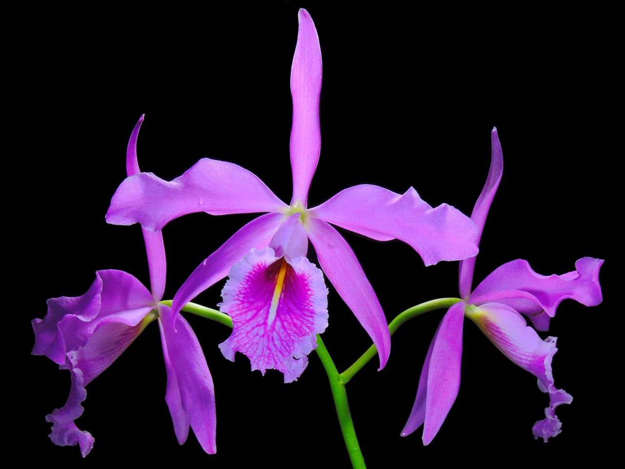 Cattleya maxima