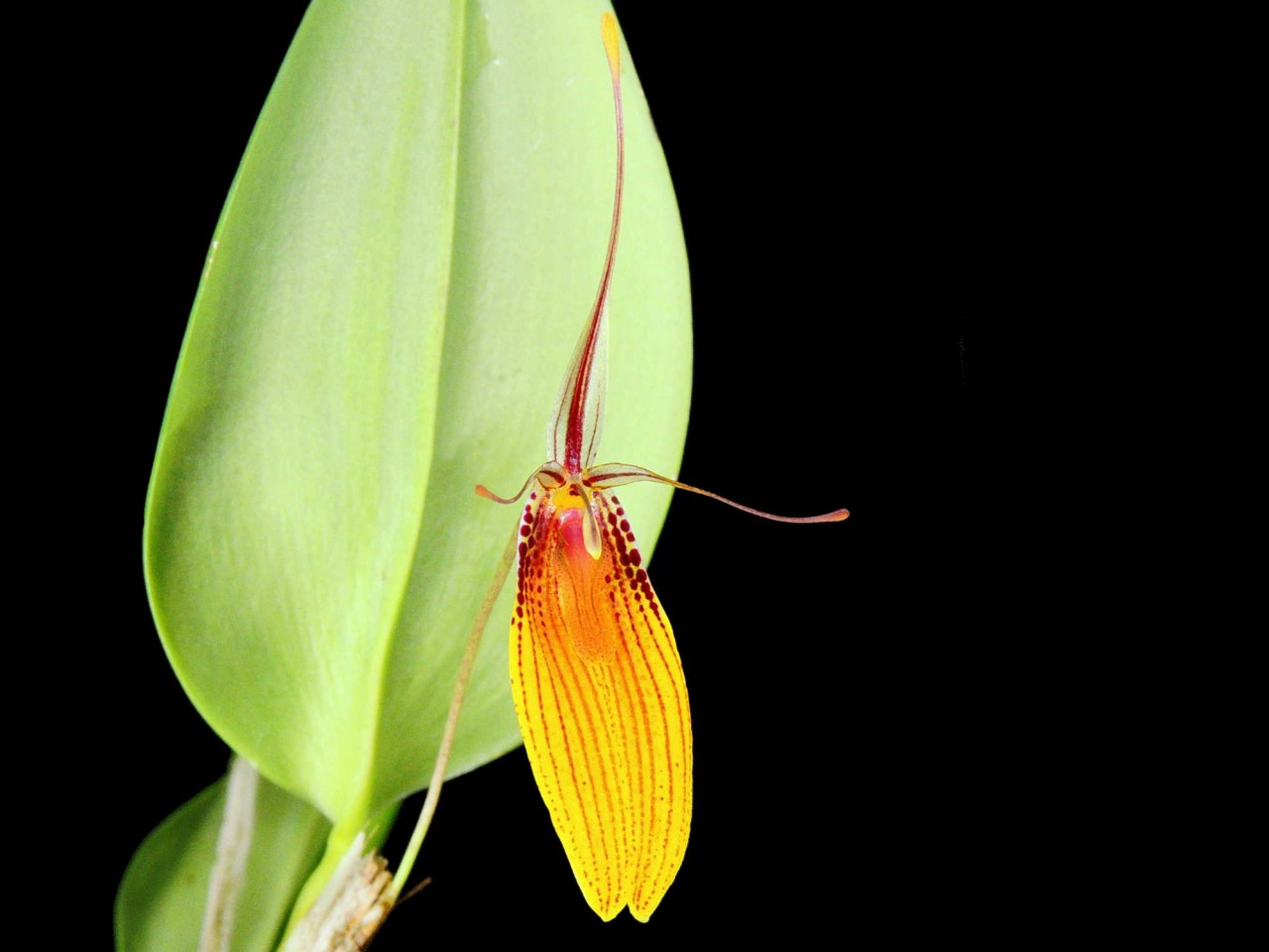 Restrepia brachypus 'Width'