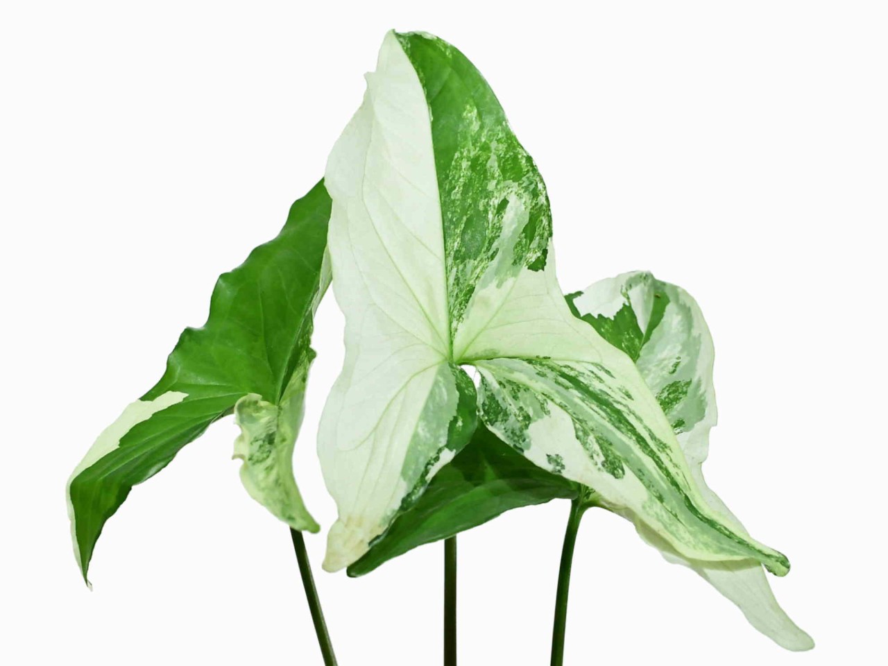 Syngonium podophyllum 'Albo-Variegata'