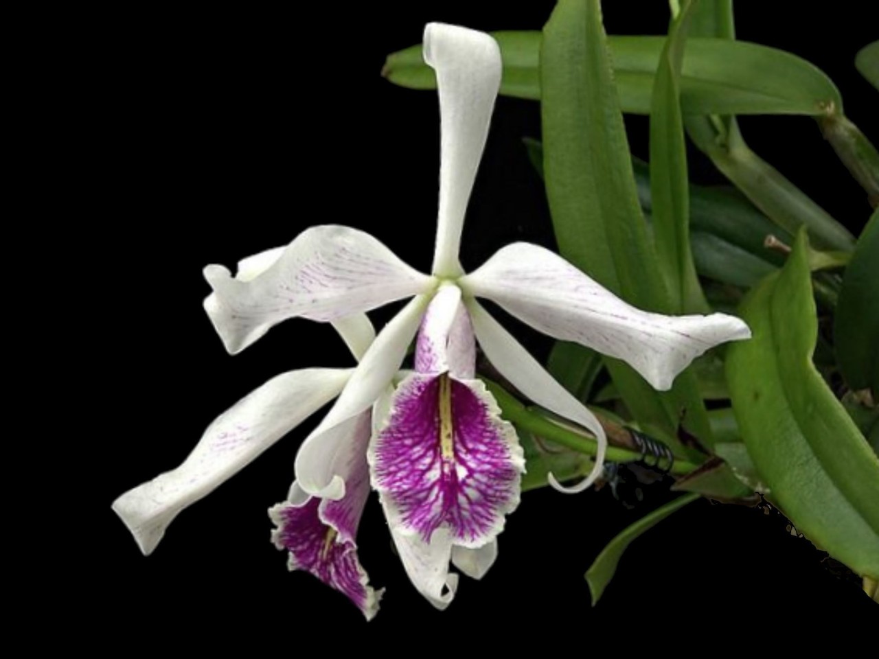 Cattleya maxima var. semi-alba (Hugo Medina x semialba)