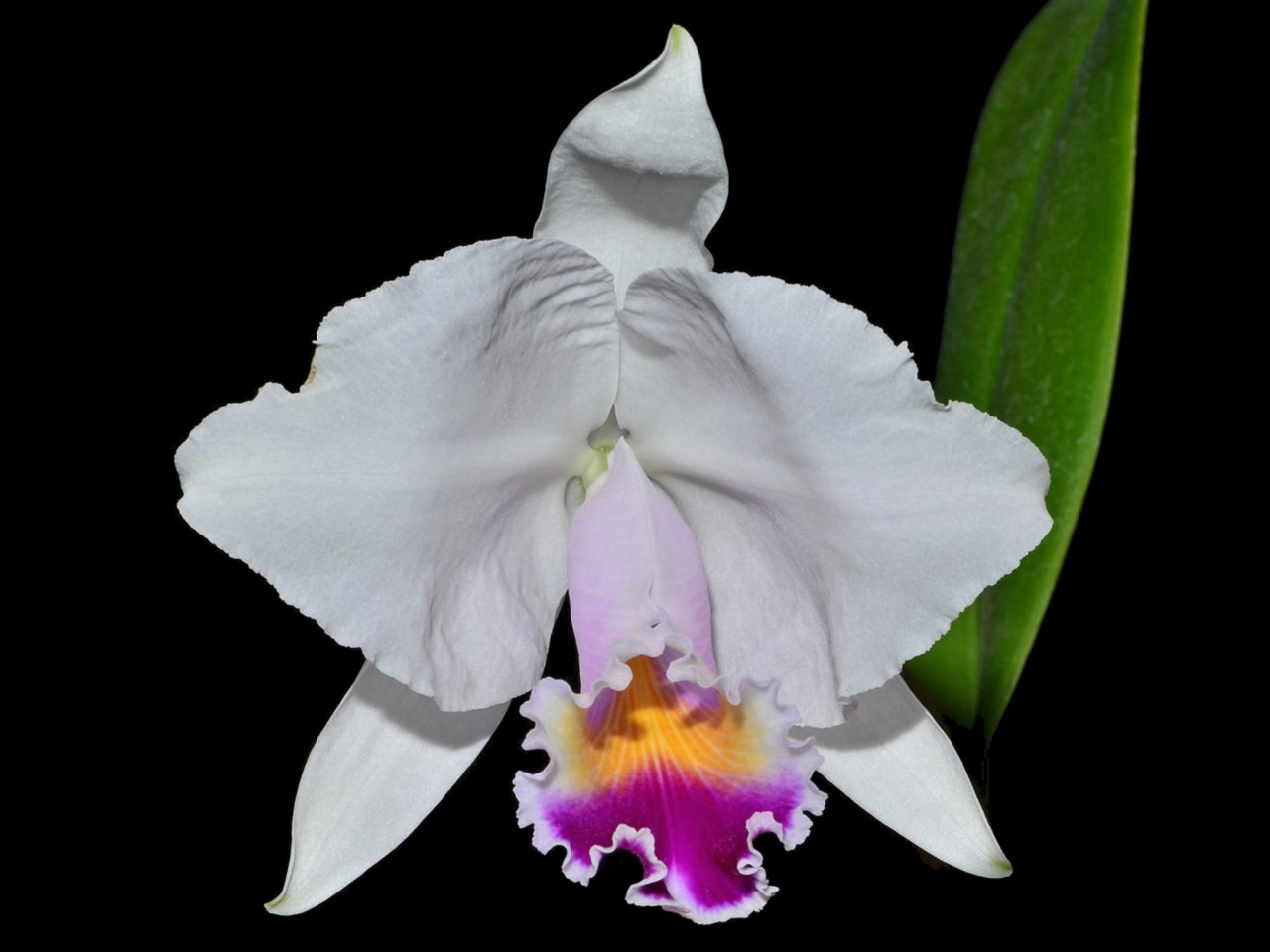 Cattleya quadricolor 'Del Tronco Ec' (= C. candida)