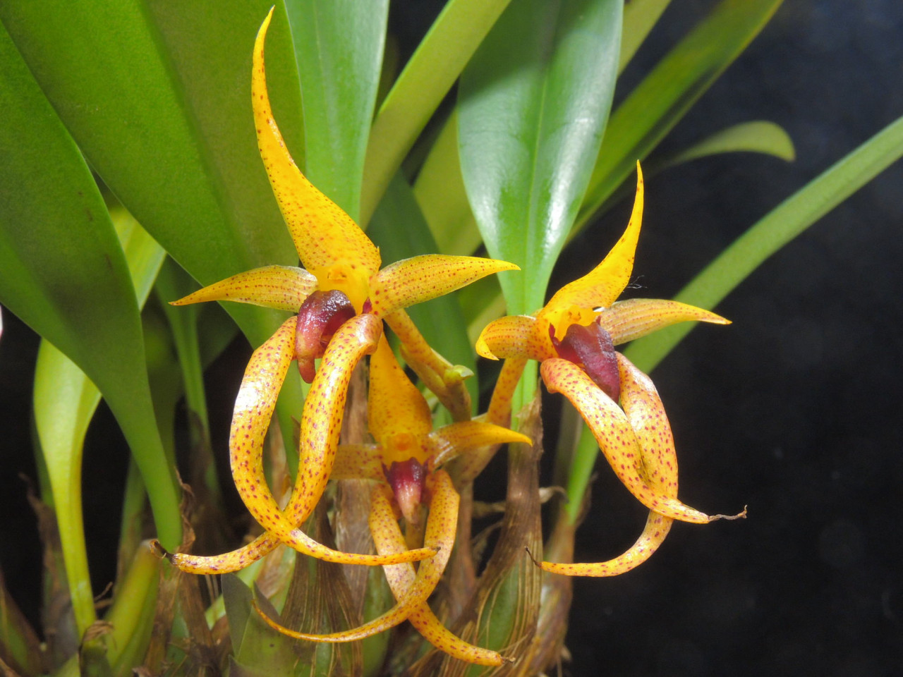 Bulbophyllum recurvilabre