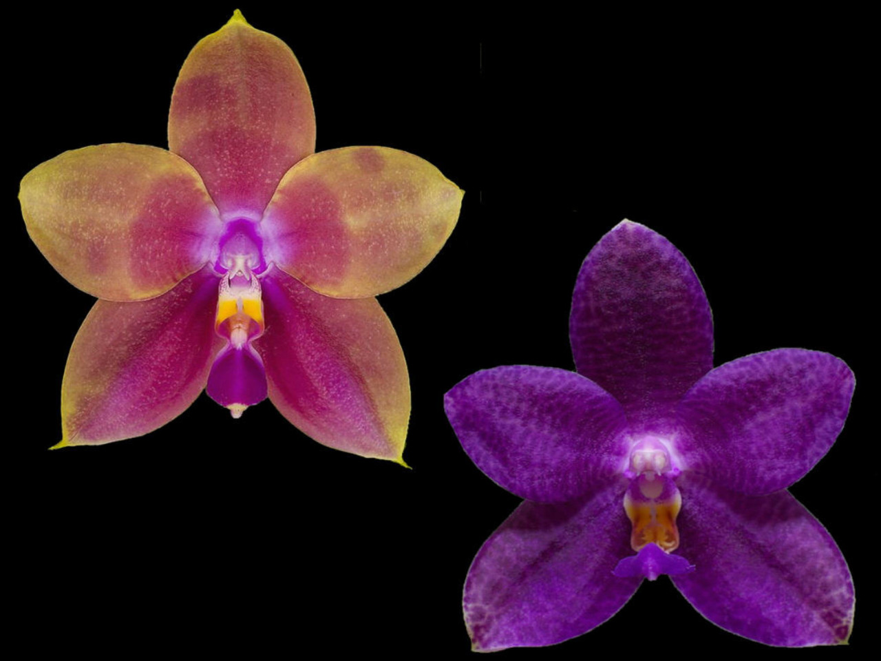 Phal. (Guadelupe Pineda x Mok Choi Yew) OP