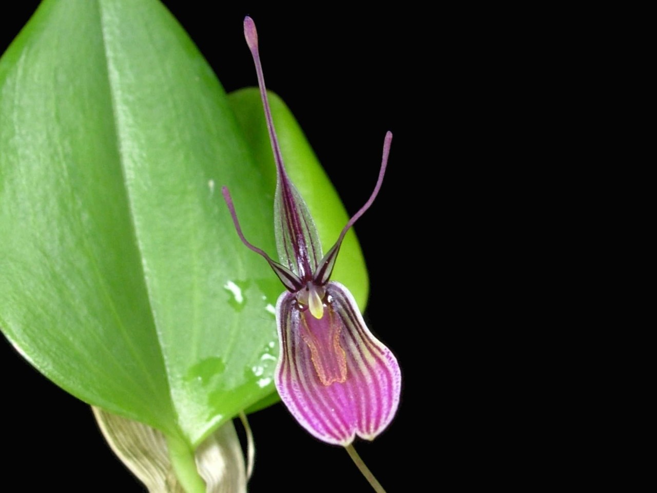 Restrepia purpurea