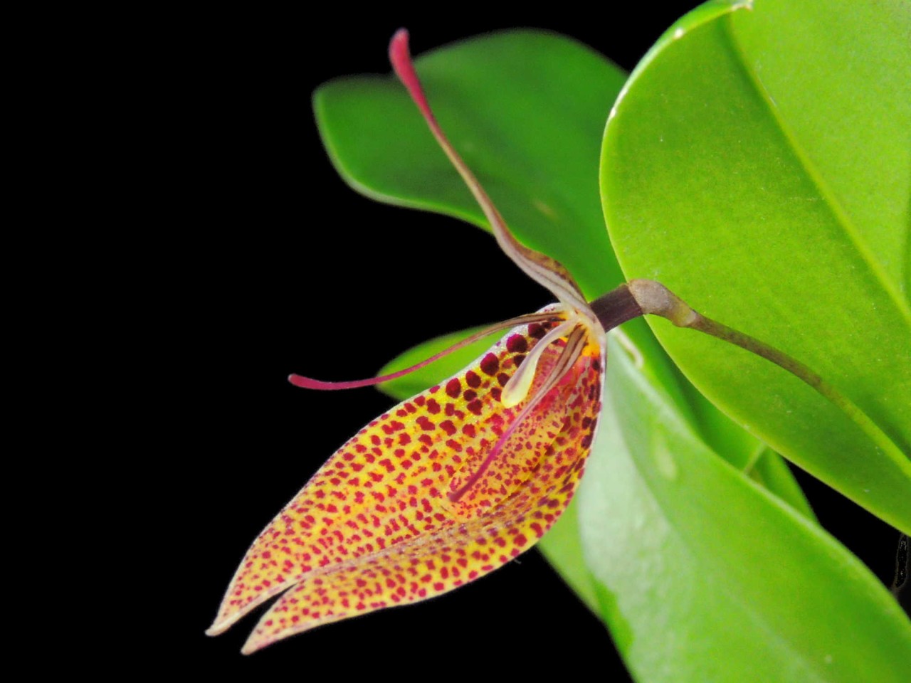 Restrepia sanguinea 'Ecuagenera 001461'