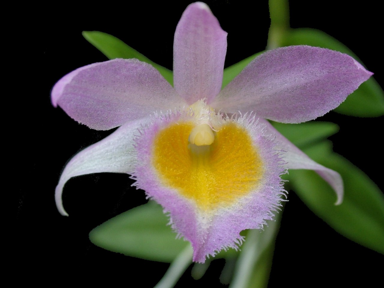 Dendrobium loddigesii