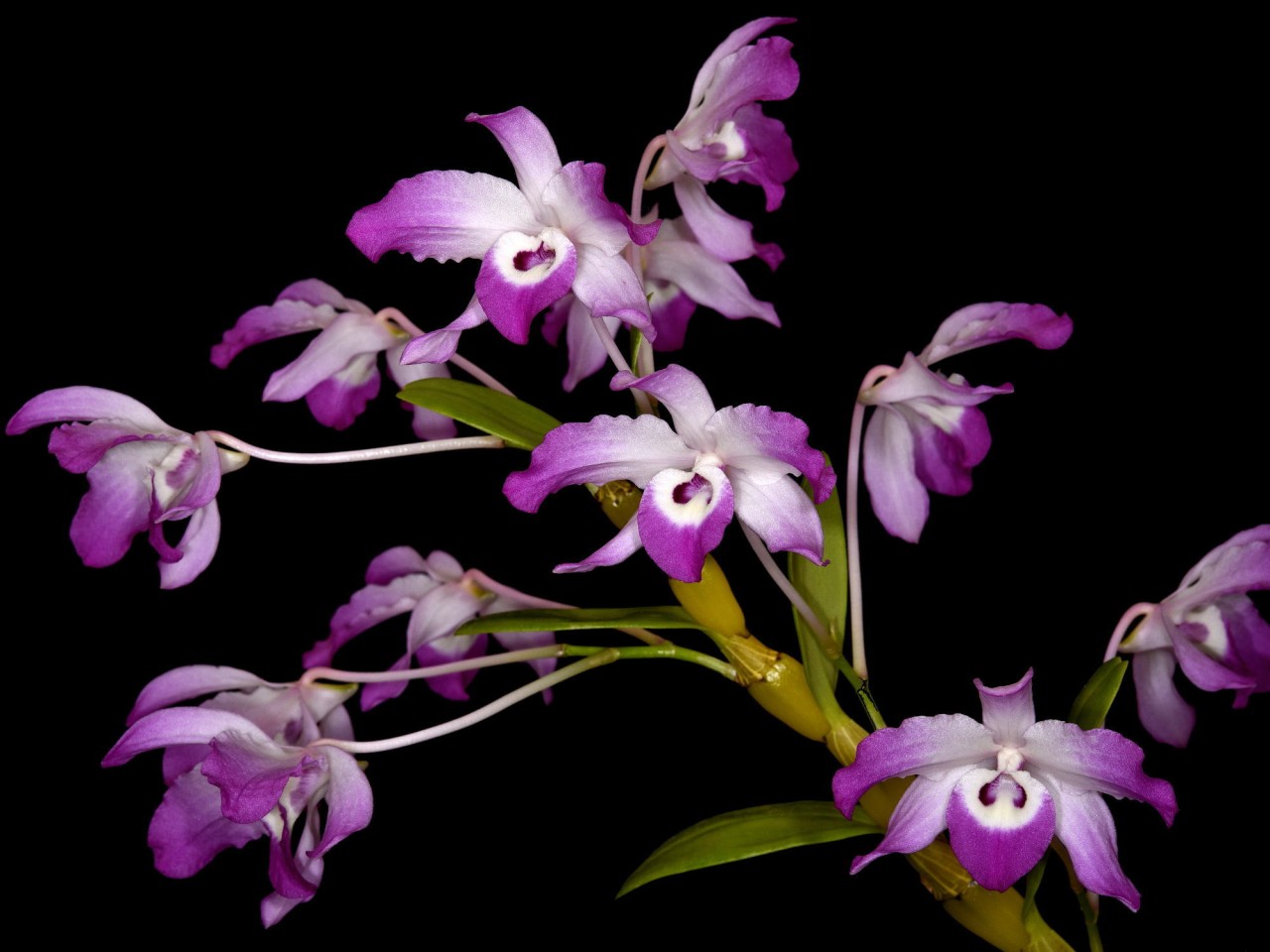 Dendrobium linawianum