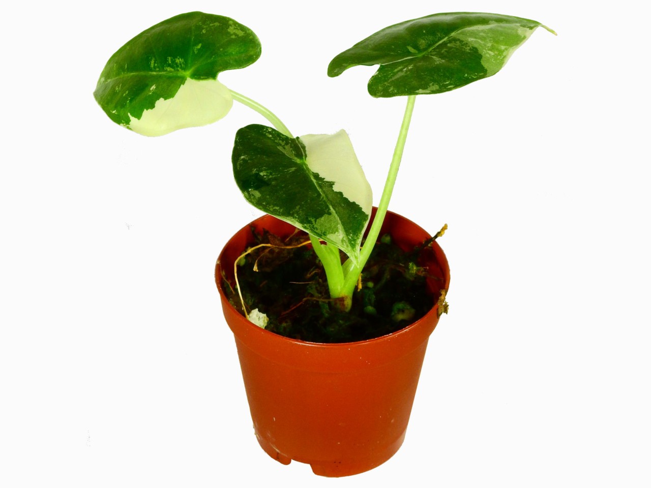 Alocasia micholitziana variegata 'Frydek' (5,5cm pot)