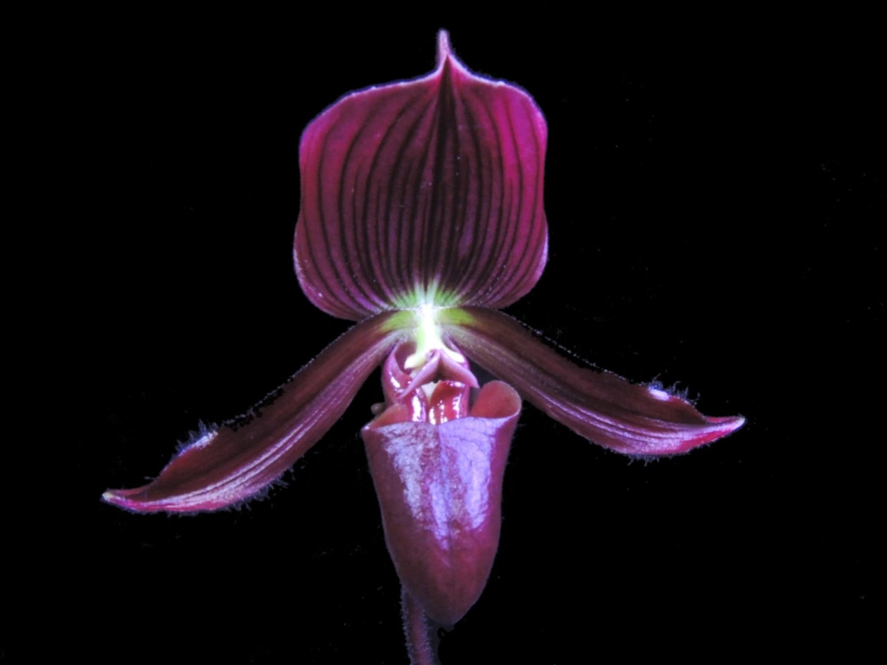 Paph. Senne Calle