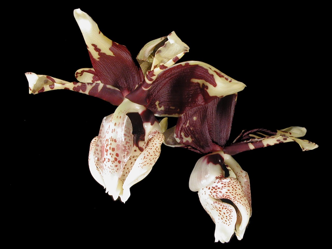 Stanhopea nigroviolacea