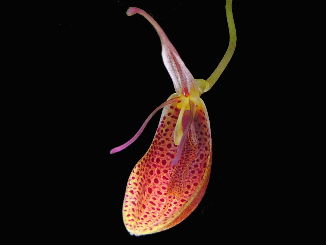 Restrepia vasqueziii