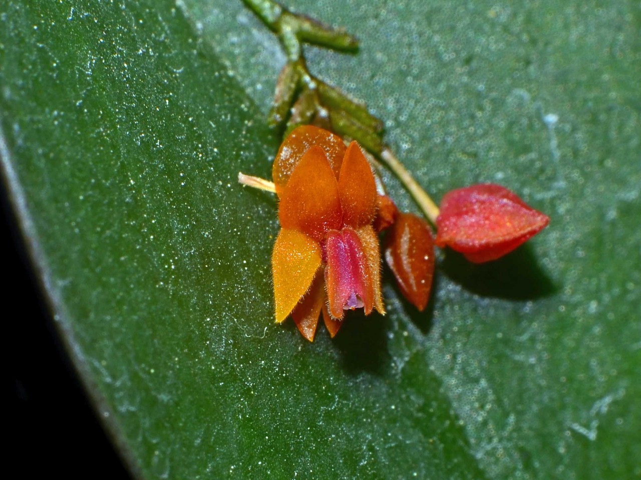 Lepanthes fimbriata