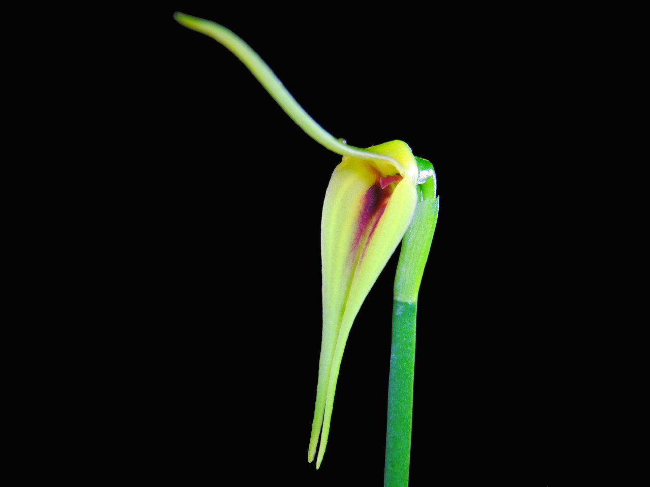 Masdevallia maculata