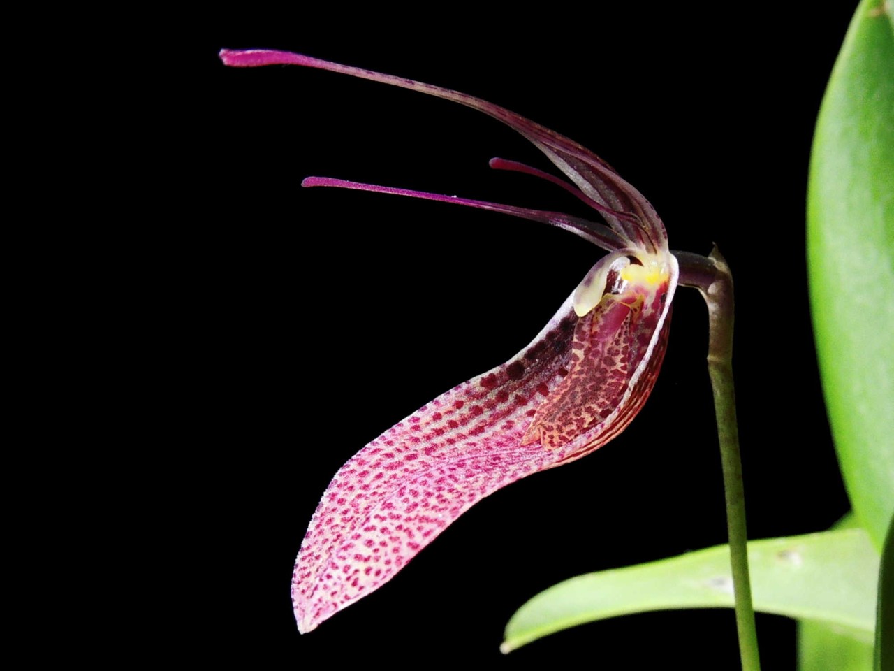 Restrepia guttulata 'Extra Big'