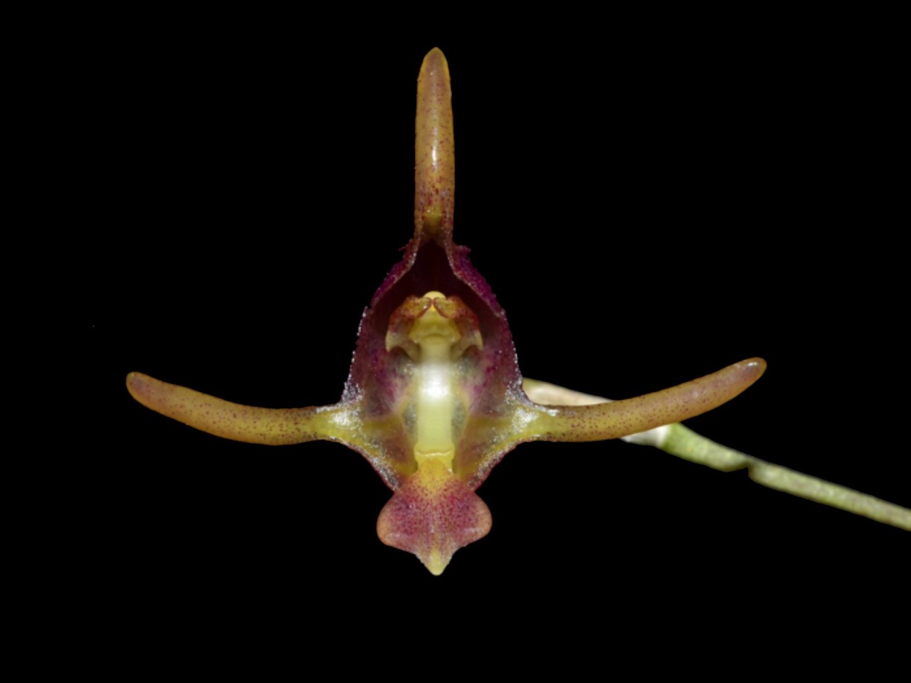 Porroglossum dactylum