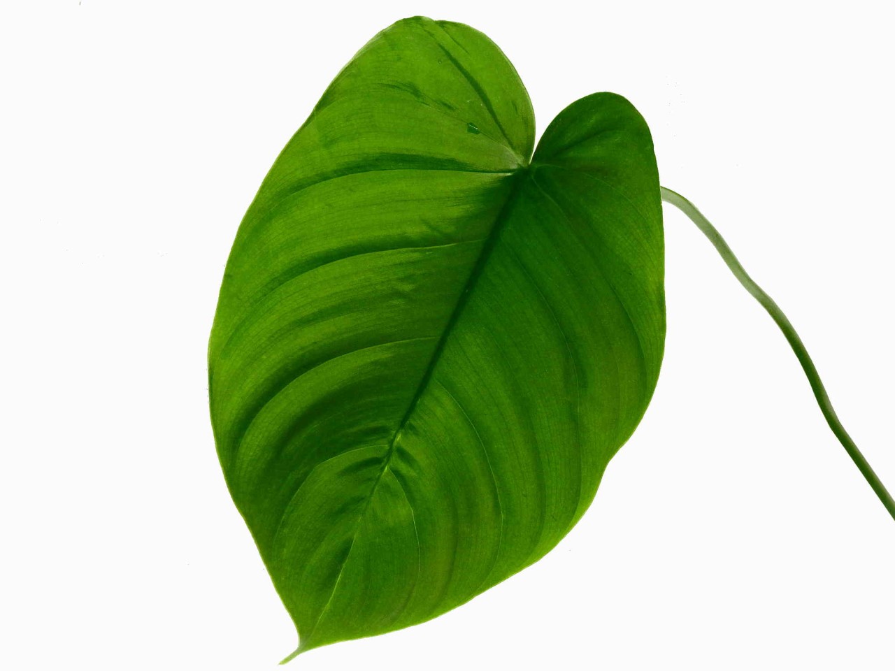 Philodendron tenue cf.