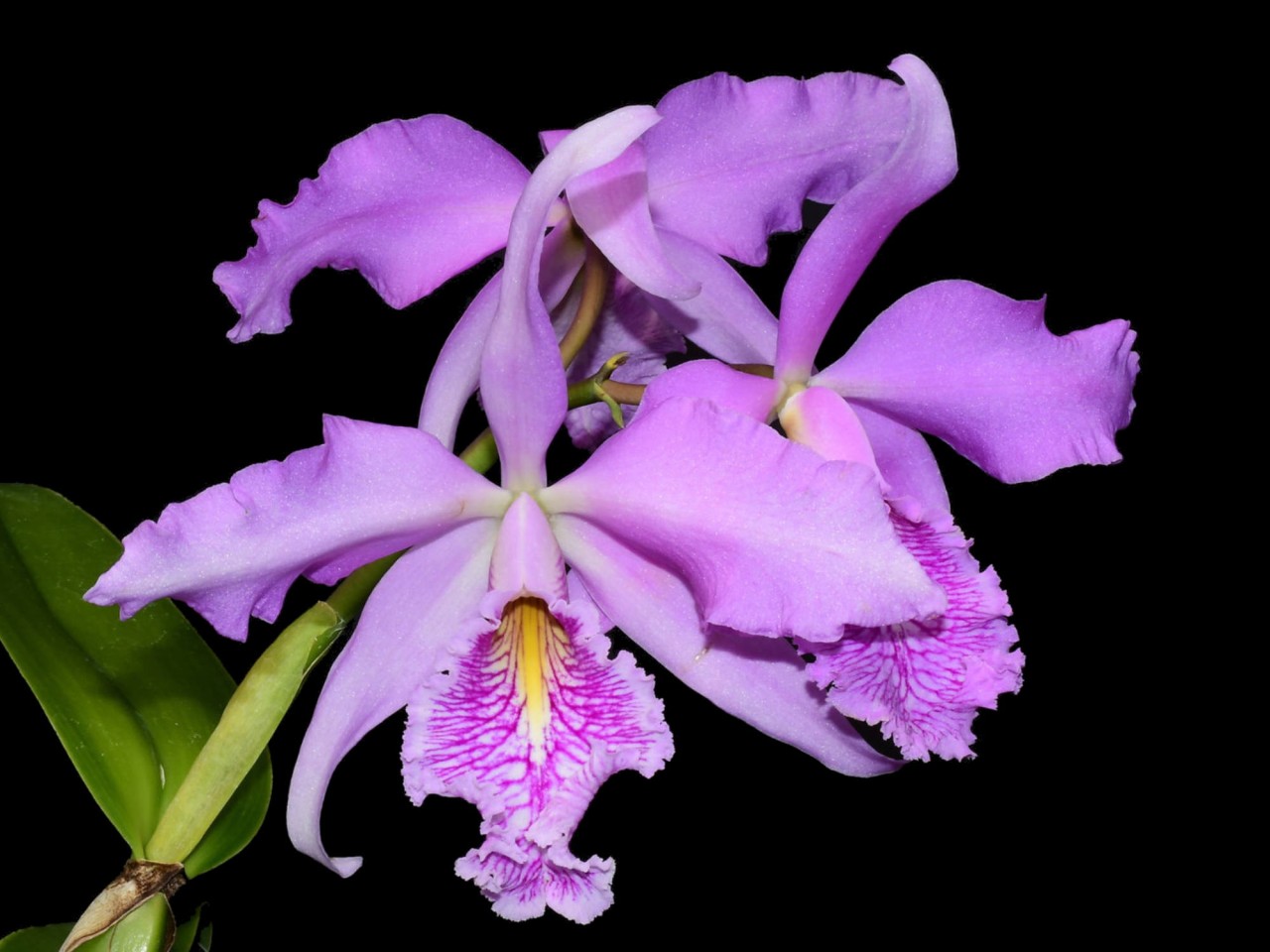 Cattleya maxima 'Ecua 00139' x 'Ecua 00138'