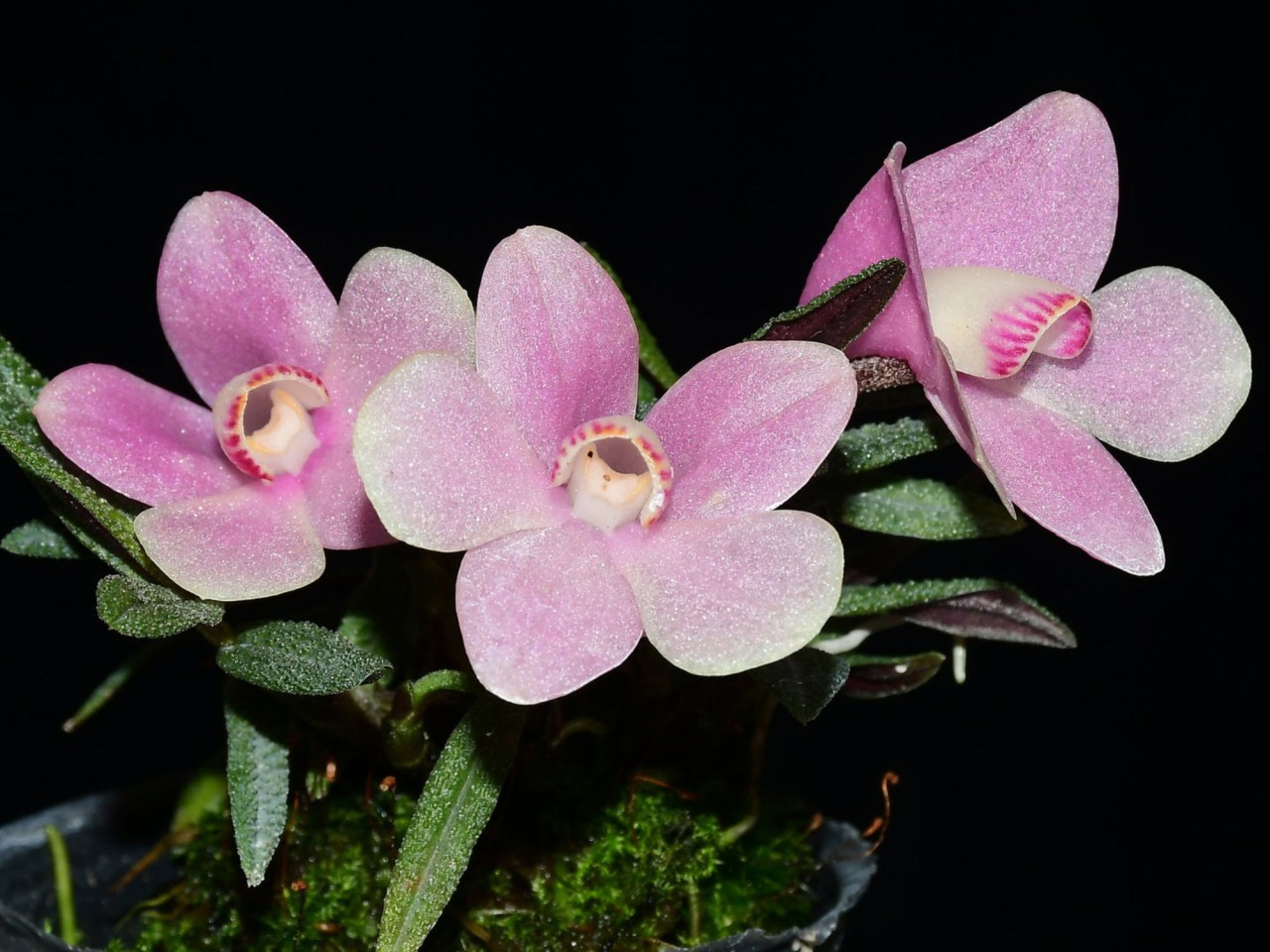 Den. (agathaedaemonis x cuthbertsonii) 'White'