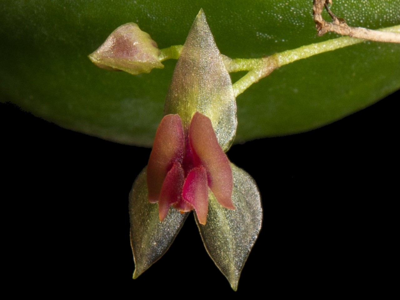 Lepanthes nontecta