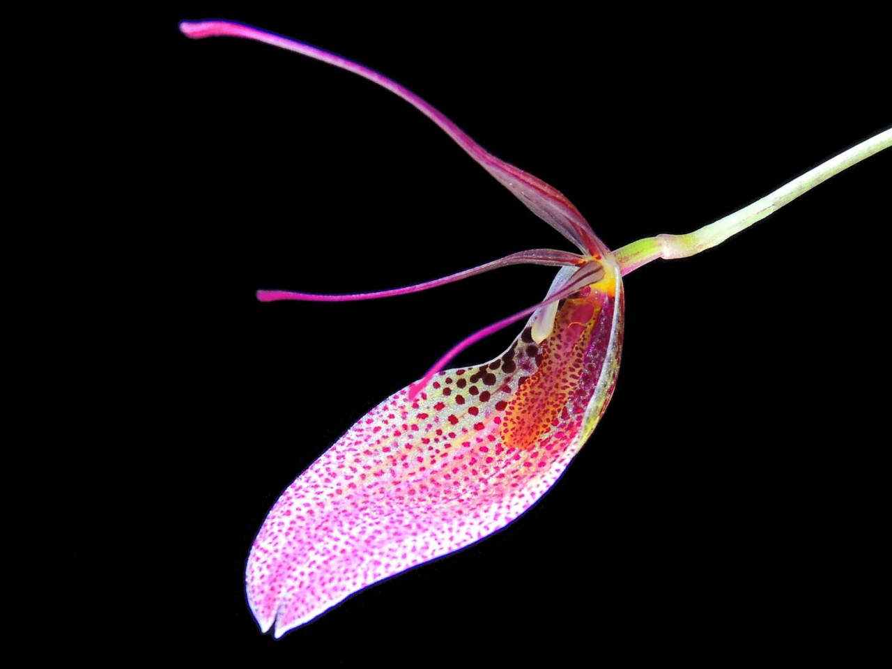 Restrepia guttulata 'Big'