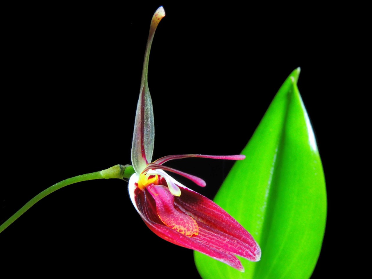 Restrepia sanguinea '002263'