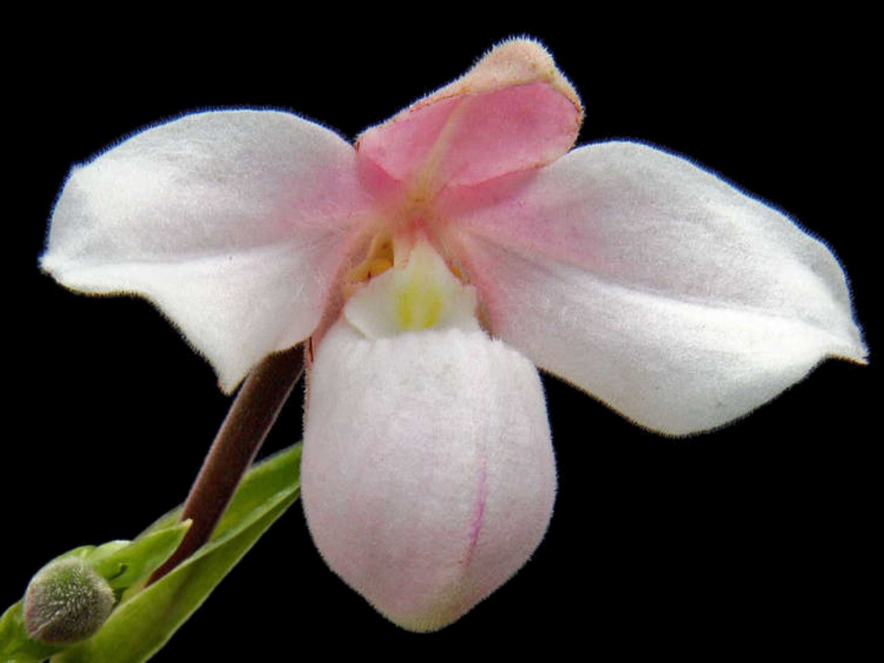 Phragmipedium andreettae