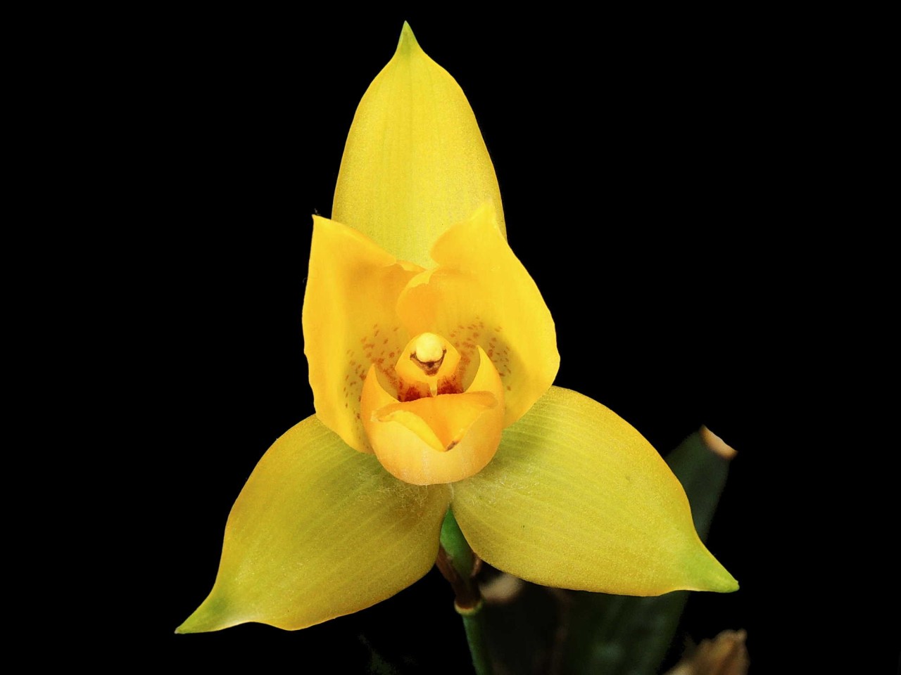 Lycaste cruenta