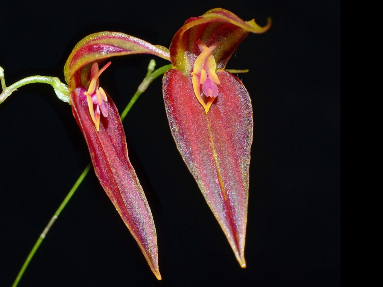 Lepanthes genetoapophantica