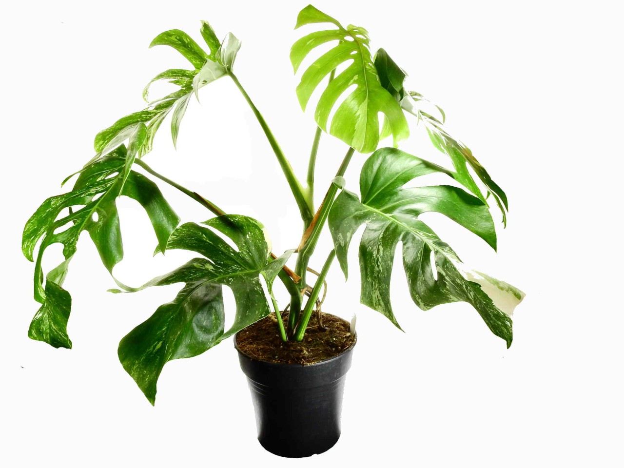 Monstera deliciosa 'Variegata' 19cm Topf