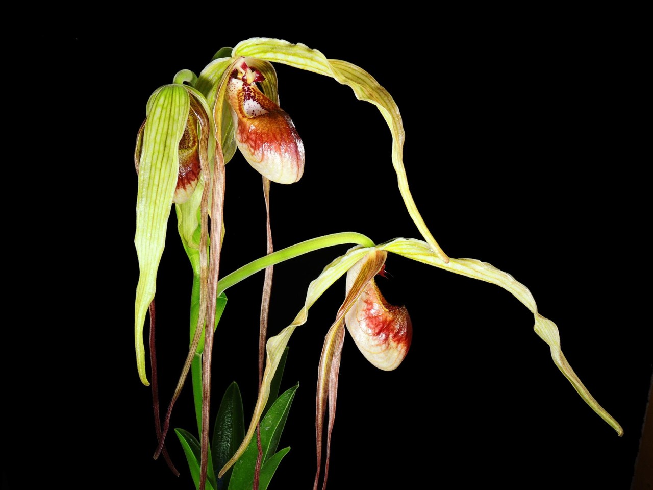 Phragmipedium humboldtii Fortuna Special