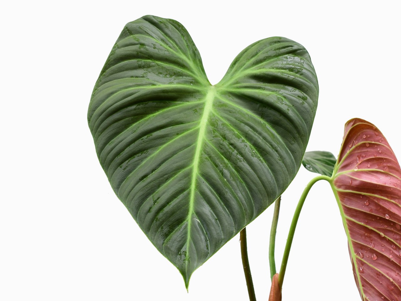 Philodendron rubrijuvenile (aka Phil. Choco Red)