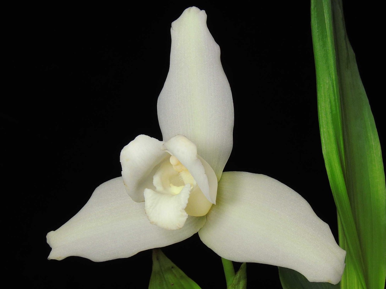 Lycaste virginalis var. alba