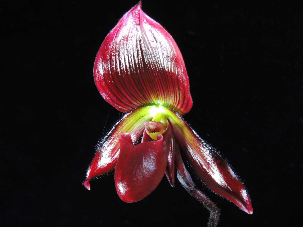 Paph. (Emerald x Senne Heyde) OP