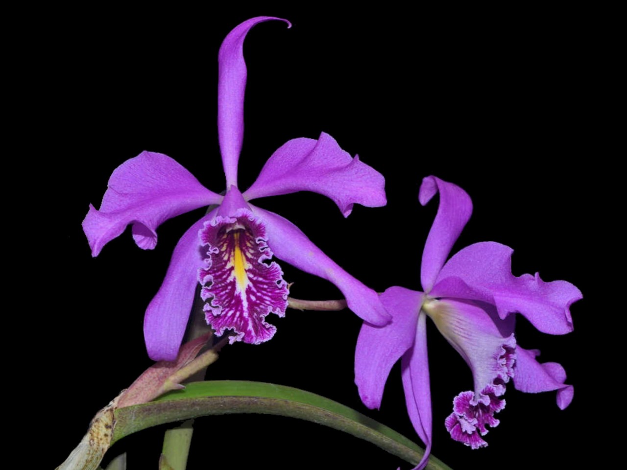 Cattleya maxima 'Muñequita' x 'Roy'