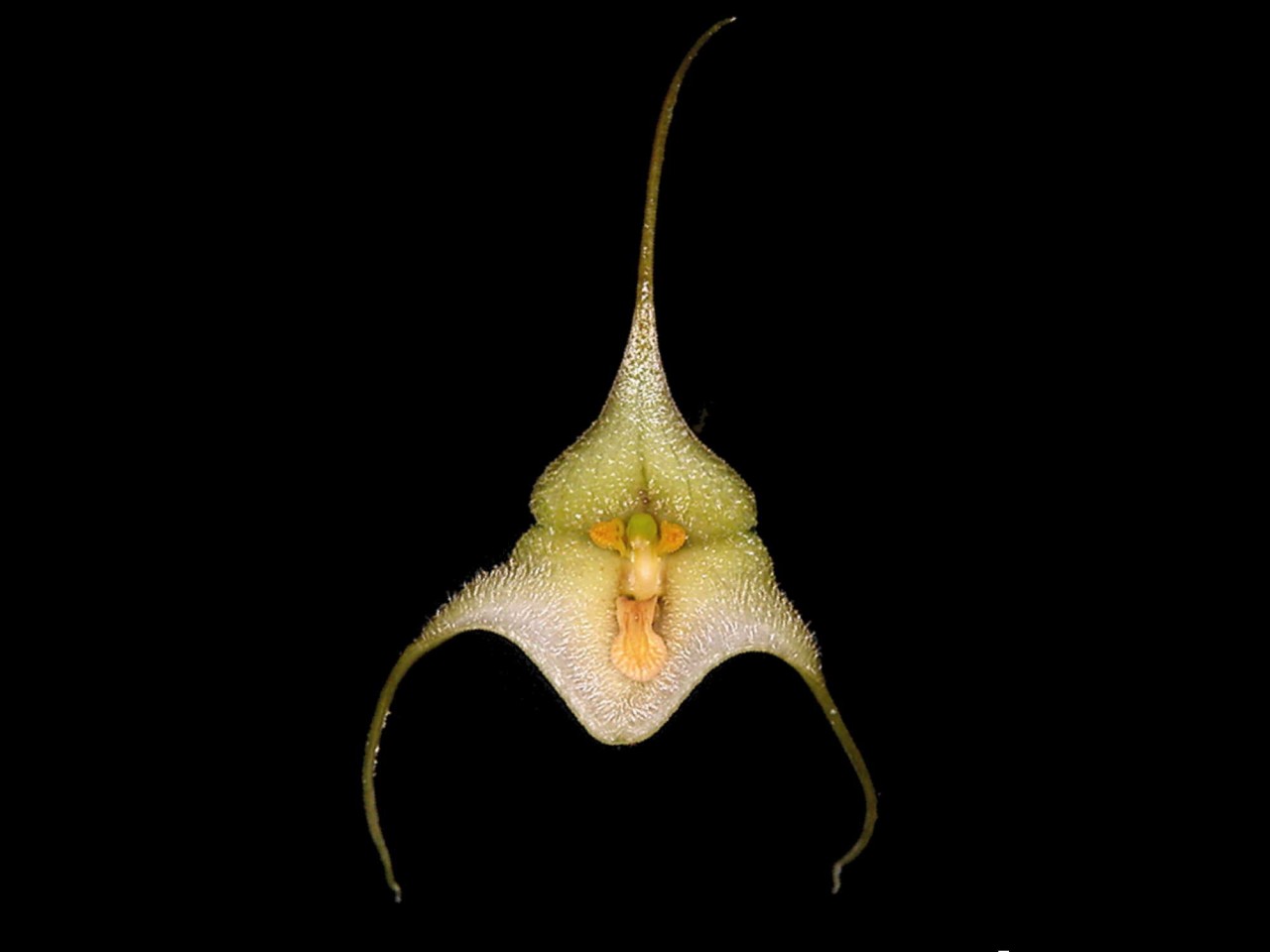 Dracula deltoidea