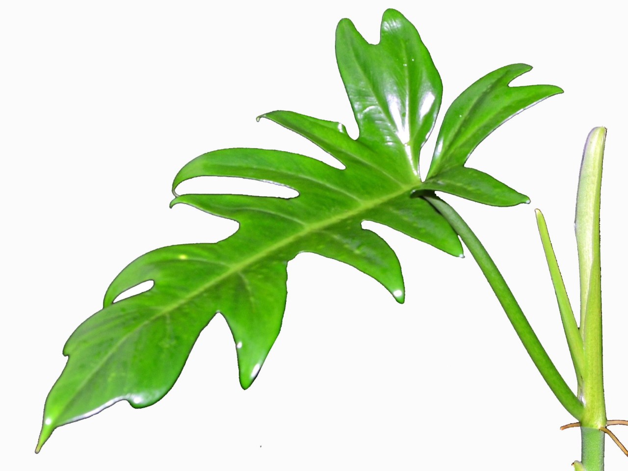 Philodendron bipinnatifidum