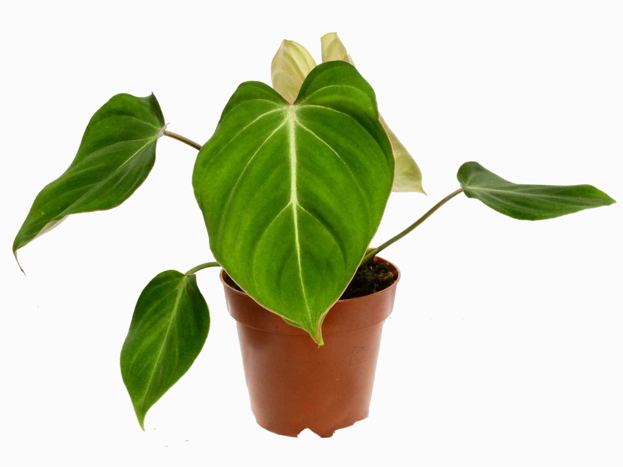 Philodendron gloriosum 12cm pot