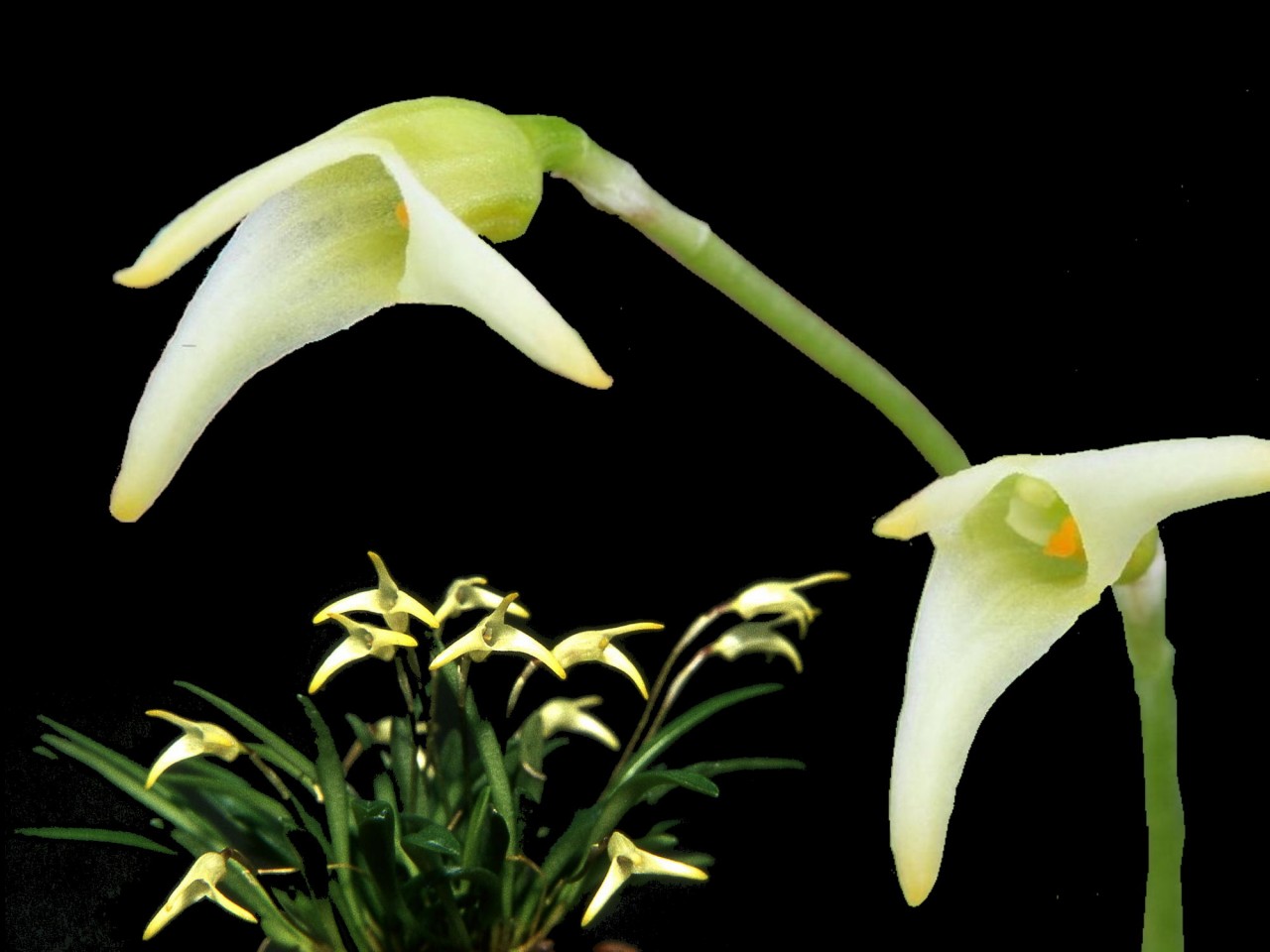 Masdevallia minuta