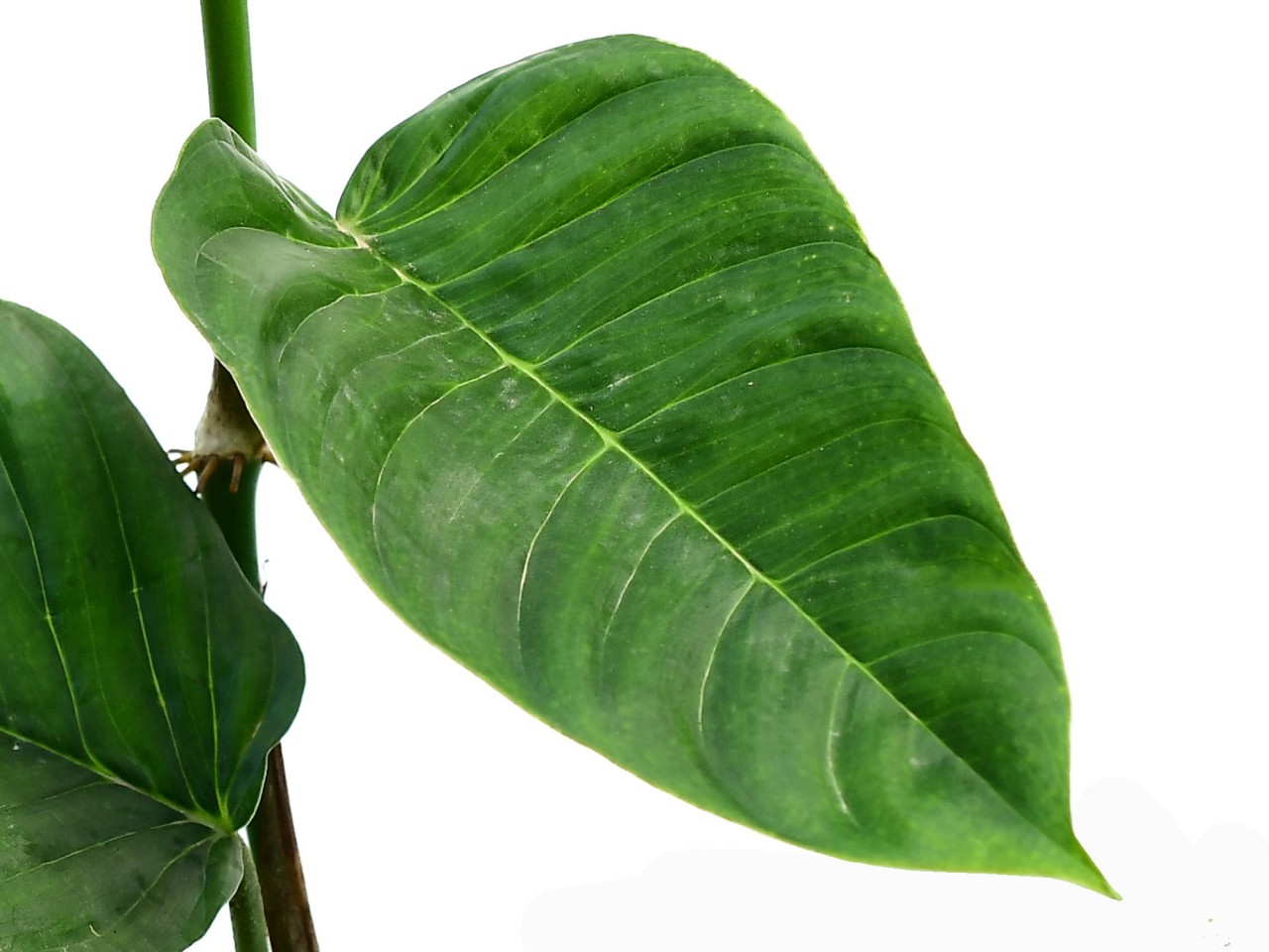 Philodendron squamipetiolatum