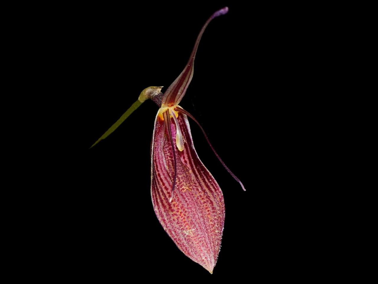 Restrepia elegans 'Red'