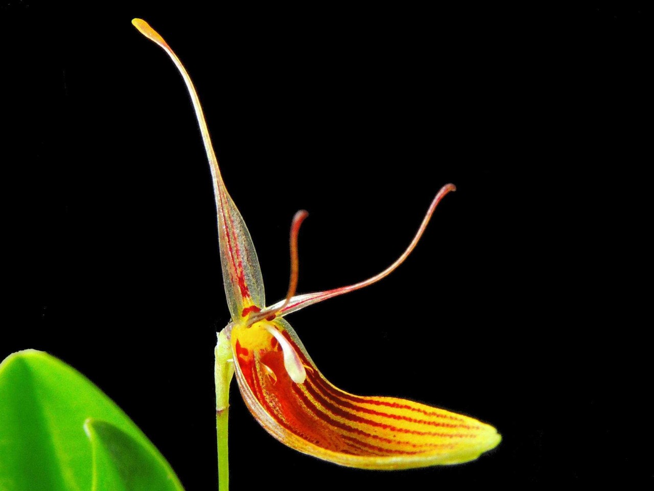 Restrepia brachypus