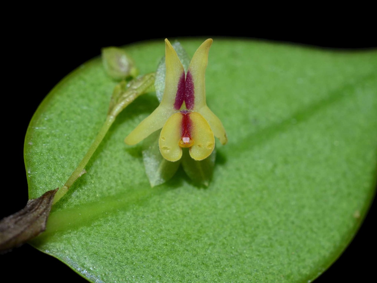 Lepanthes estrellensis