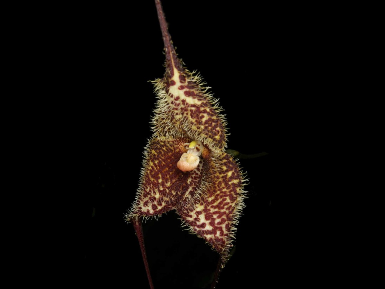 Dracula wallisii